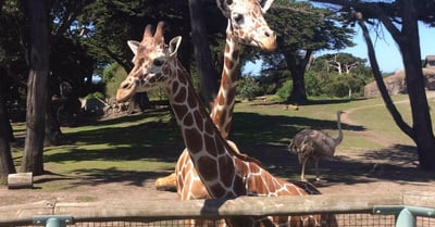 SF Zoo Treasure Hunt - Family Friendly Team Building Hunt
