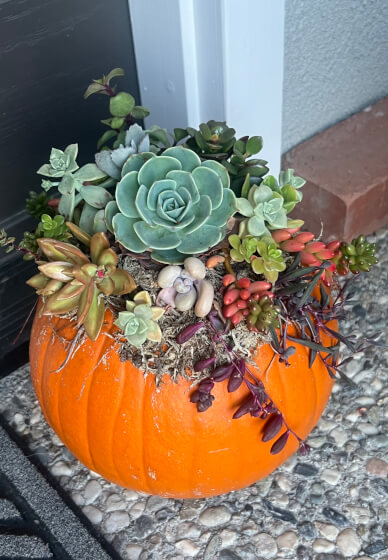 Succulent Pumpkin Workshop for Creative Team Building - Featured image