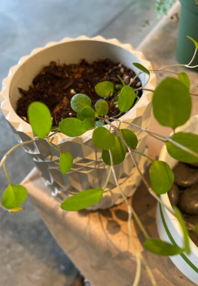 Terrarium Creation Workshop for (Instructor Travels) - Gallery image