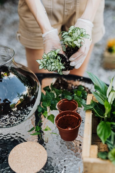 Spooky Halloween Terrarium Class - Gallery image
