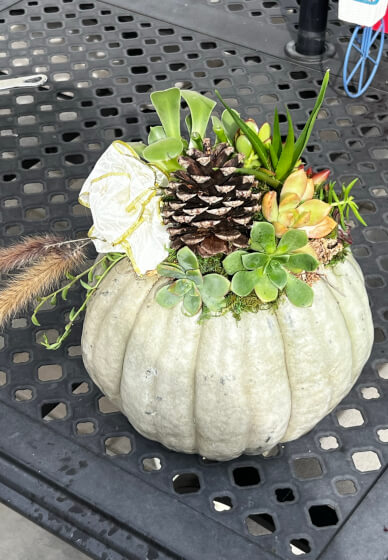 Succulent Pumpkin Workshop for Creative Team Building - Gallery image