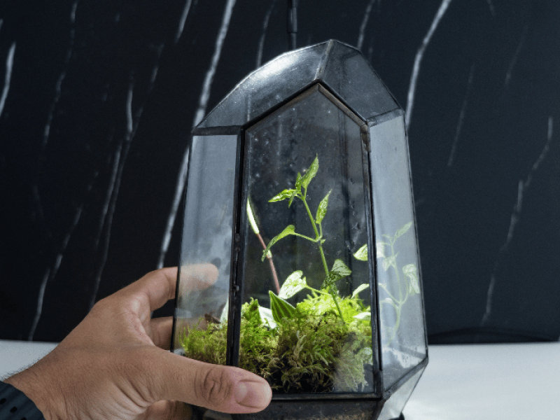 Wardian Case Terrarium Workshop - Gallery image