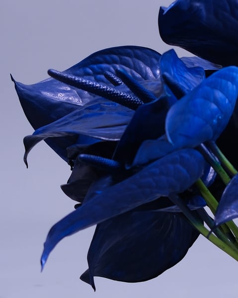 Sculptural Arrangement of Around Thirty Royal Blue Anthuriums - Gallery image