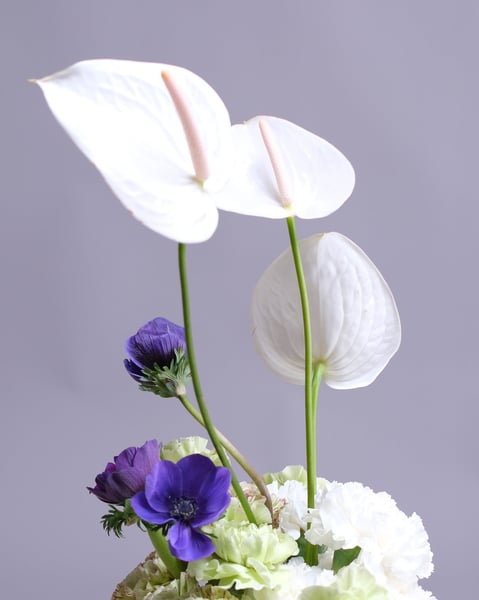 Compact White and Green Arrangement with a Blue Anemone - Gallery image
