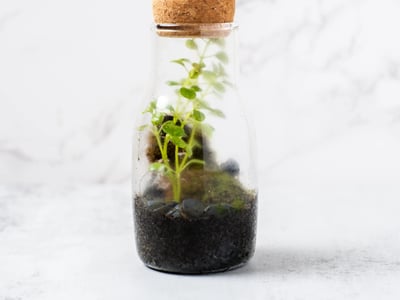 Mini Terrarium Workshop
