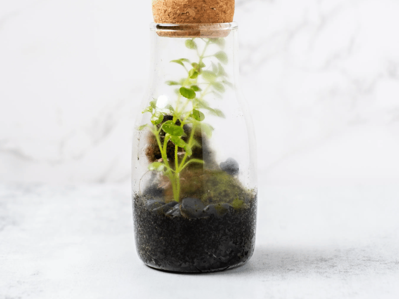 Mini Terrarium Workshop - Featured image