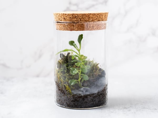 Virtual Mini Terrarium Workshop virtual team building activity