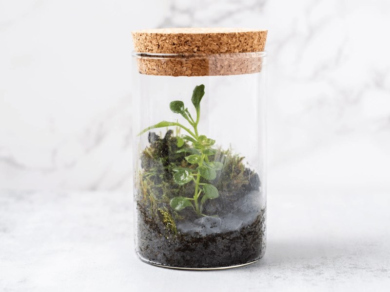 Mini Terrarium Workshop - Gallery image