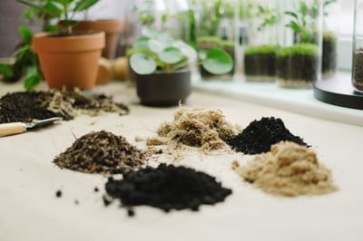 Spooky Halloween Terrarium Class – Experiences