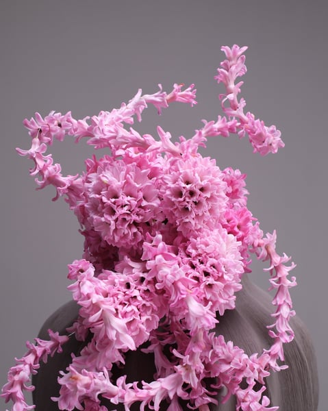 Cascading Pink Hyacinth Bridal Bouquet with Trailing Florets - Gallery image