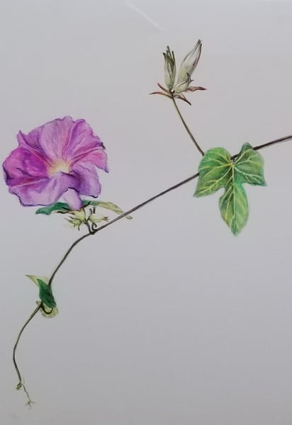 Botanical Watercolor Pencil Sketching Class in a Secret Garden - Gallery image