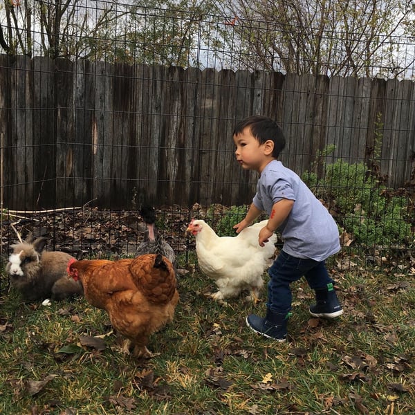 Mobile Petting Zoo for Kids Birthday Parties and Family Events - Gallery image