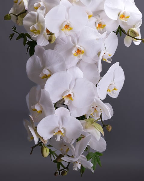 Cascading Bridal Bouquet of White Orchids and Trailing Greens - Gallery image