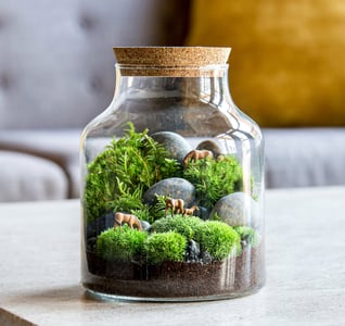 Terrarium Creation Workshop for (Instructor Travels)