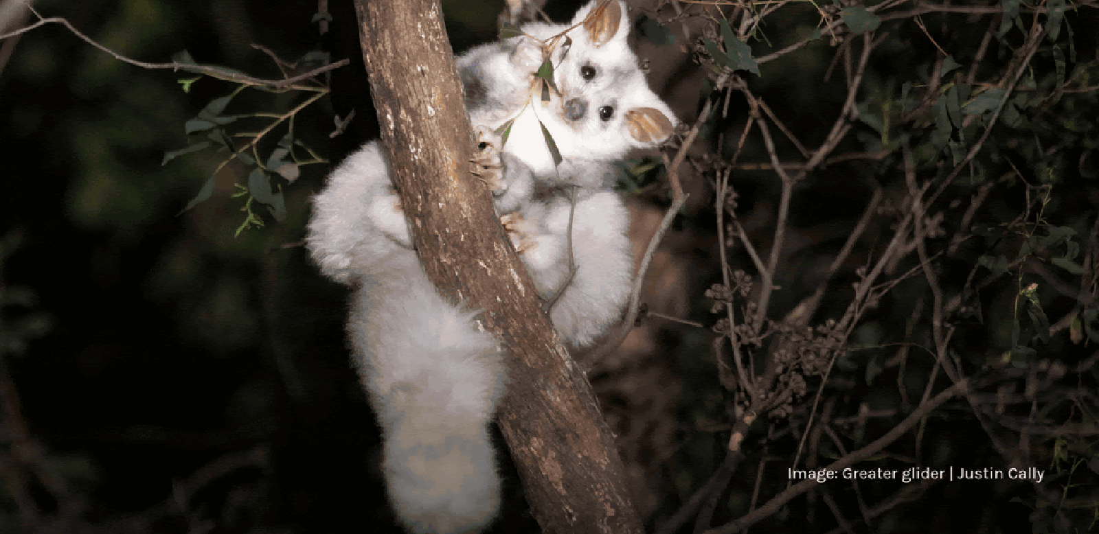 donate-now-wilderness-society