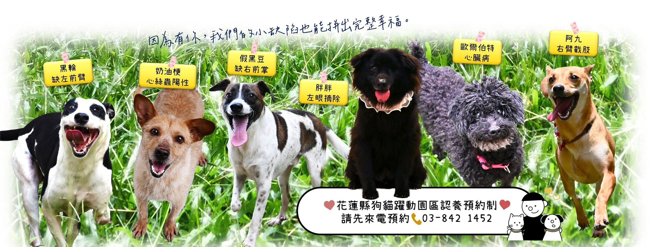 花蓮縣流浪犬中途之家環境照