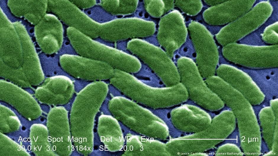 The 'Flesh-Eating' Vibrio Bacteria Threat: A Real Danger for European Beaches in Summer 2026