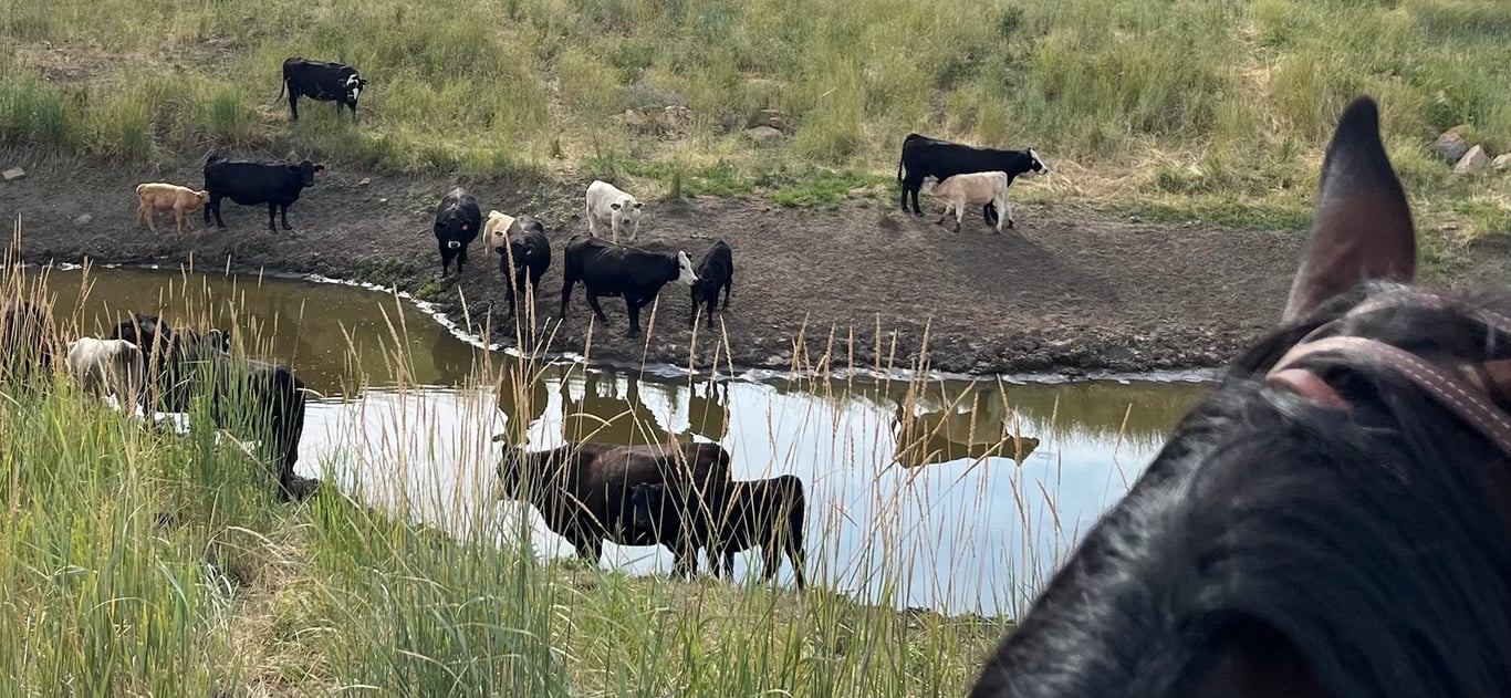 Black and tan cattle along a creek, photographed from horseback.