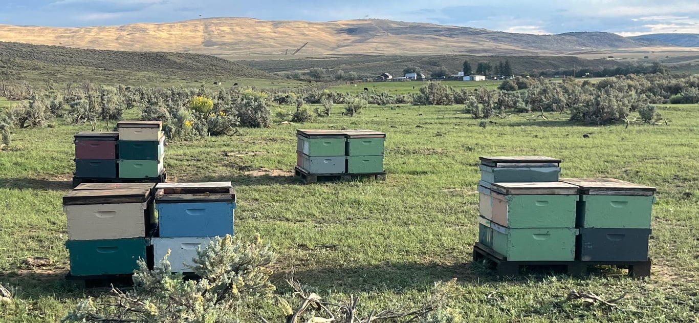 Wooden beehives standing in a grassy field, with dry hills behind them.