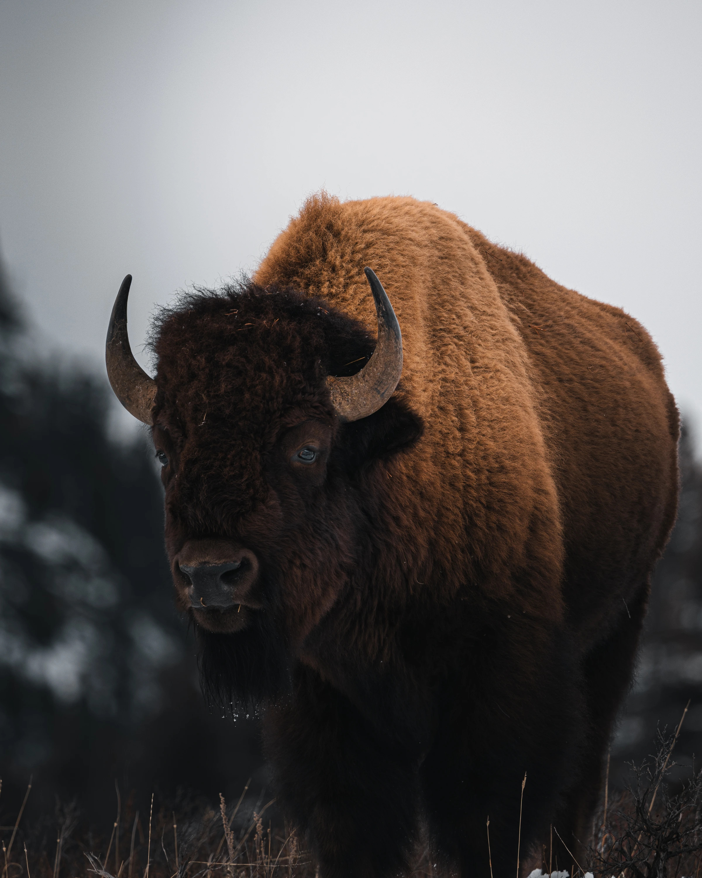 Yellowstone