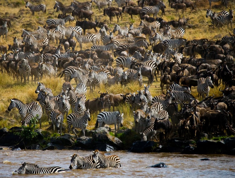 Kenya Tanzania Safari - Featured Luxury travel experience