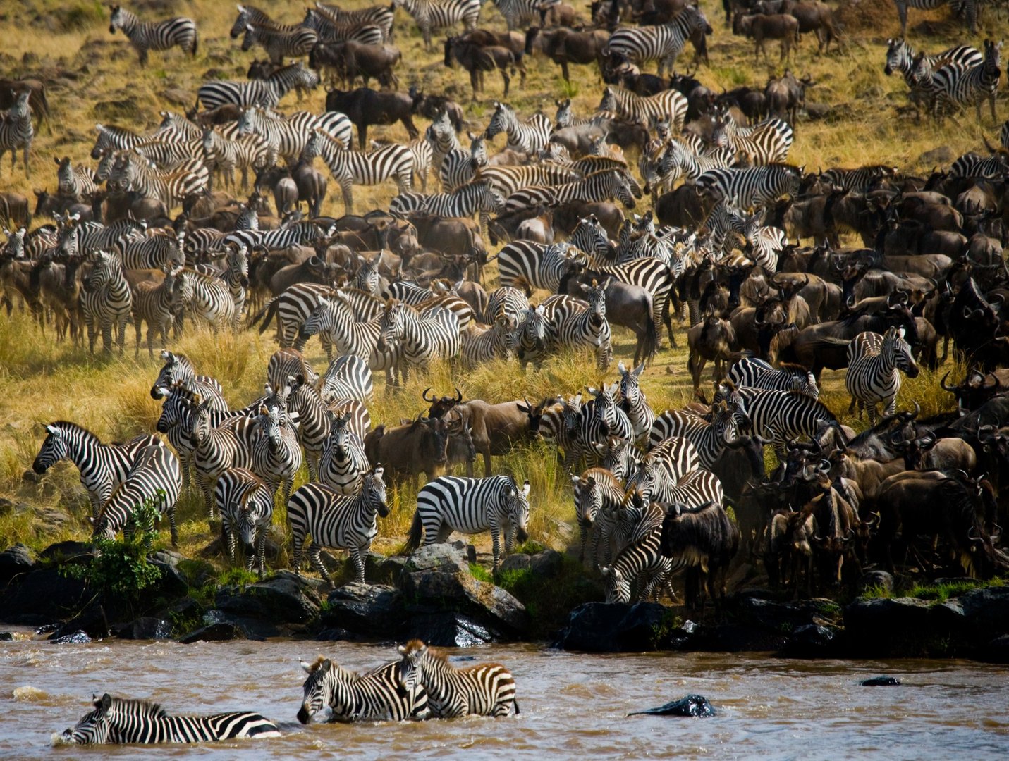 Kenya Tanzania Safari - 7 days begovo