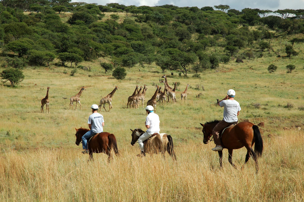 Why Kenya Safari Works Best as a Small Group Tour