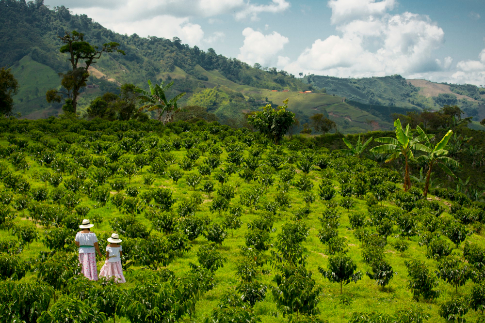 Coffee Region — place to visit