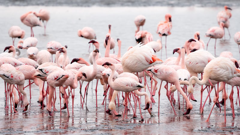 Kenya Safari Express - Featured Luxury travel experience