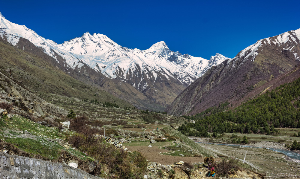 Apricot orchards in spring blossom above Karimabad town with Rakaposhi peak behind, Hunza Valley, Gilgit-Baltistan, Pakistan