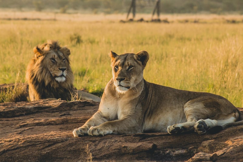 Kenya Tanzania Great Migration Safari - Featured Luxury travel experience