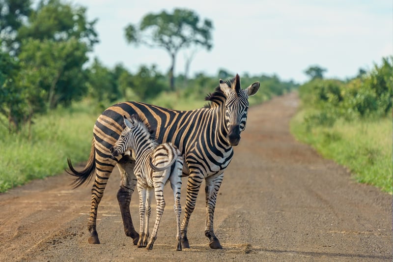 Tanzania Wildlife Expedition - Featured Luxury travel experience