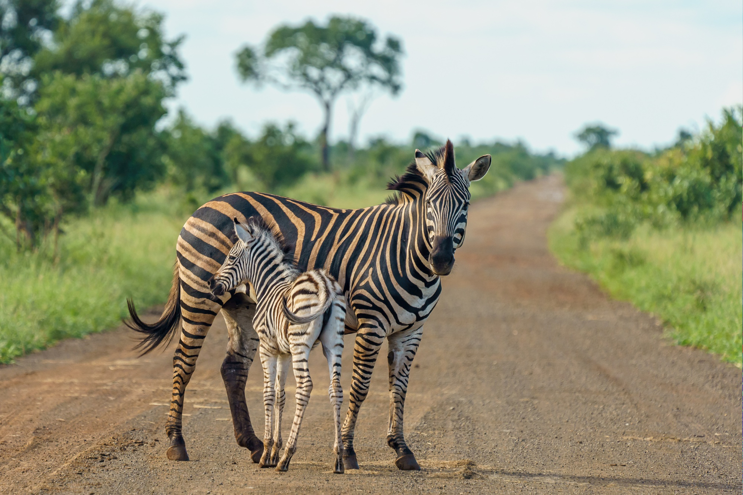 Tanzania Wildlife Expedition - 6 days begovo