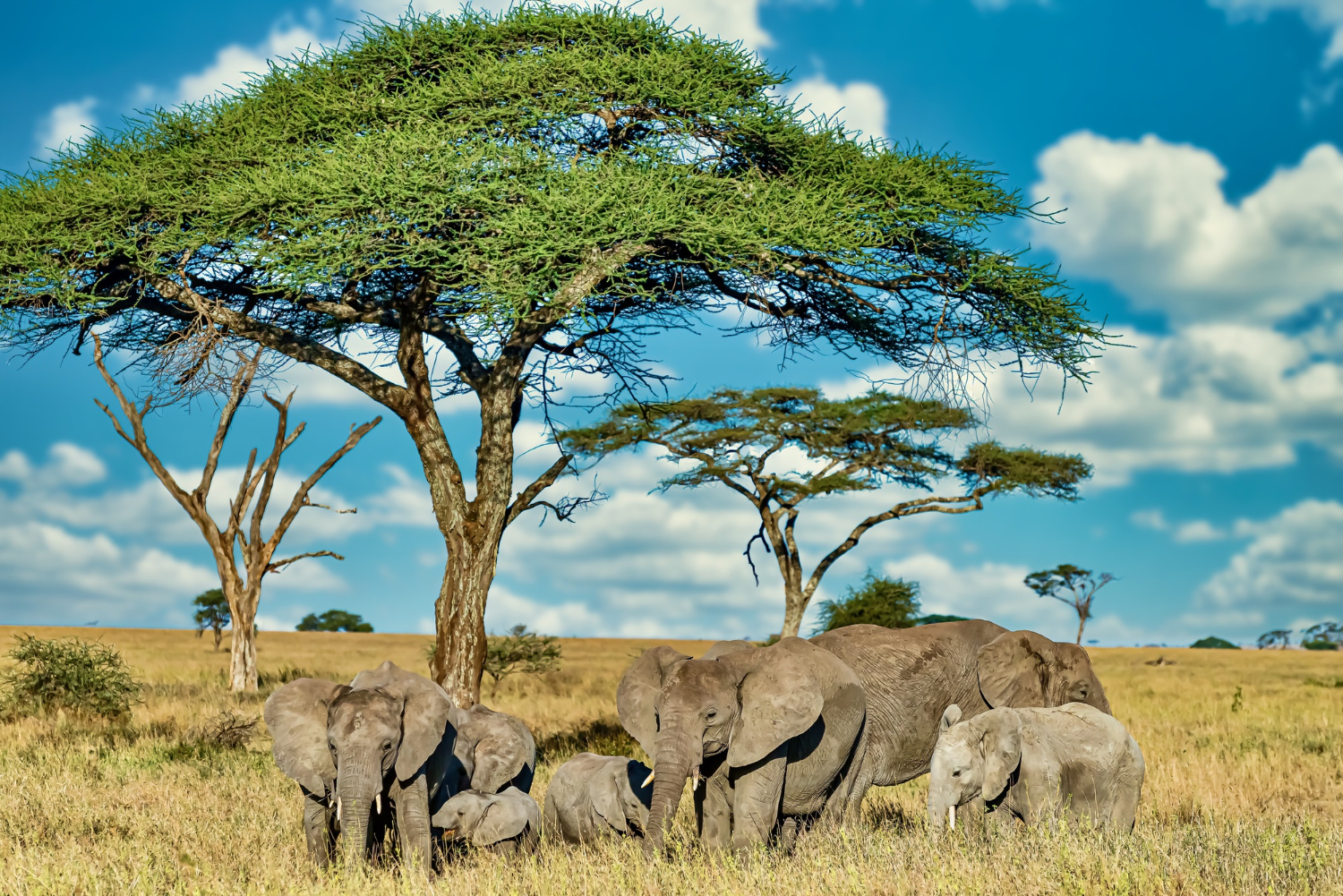 Tanzania Northern Safari - 6 days begovo