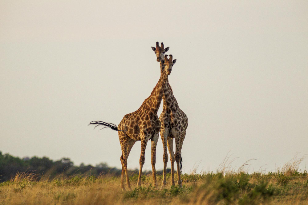 Kenya Travel Guide: Safari Adventures, Maasai Mara, and Scenic Landscapes
