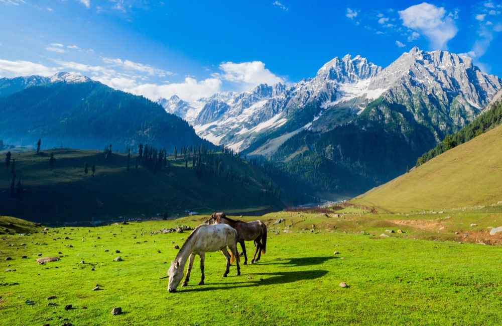 Rakaposhi peak above the Hunza Valley with apricot orchards in spring bloom, Gilgit-Baltistan, Pakistan