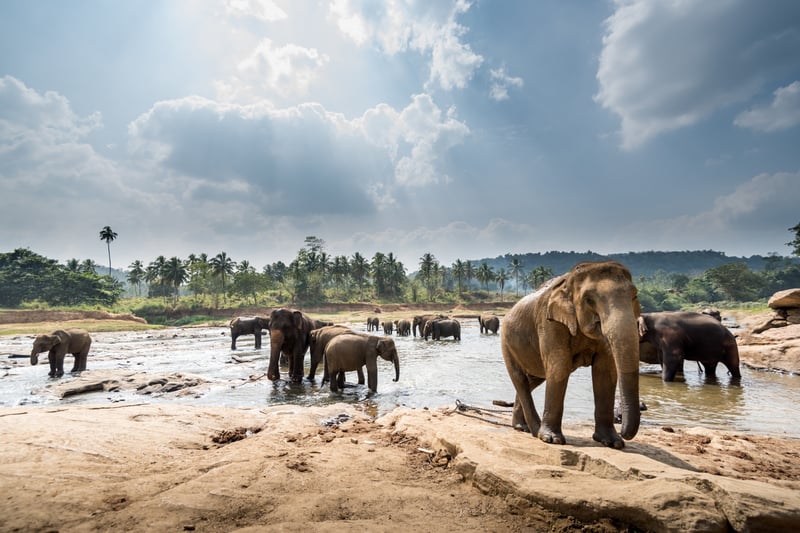 Sri Lanka Northern Discovery - Colombo