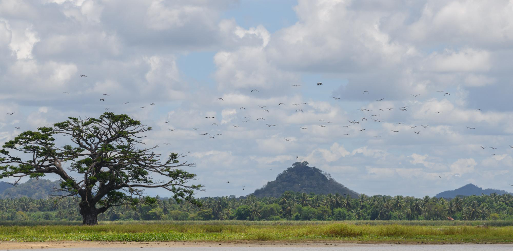 Dry season landscape in Kenya with wildlife and acacia trees