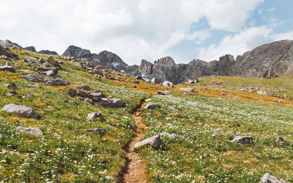 Wildflower-covered valley floor in the High Atlas Mountains, Morocco, in spring
