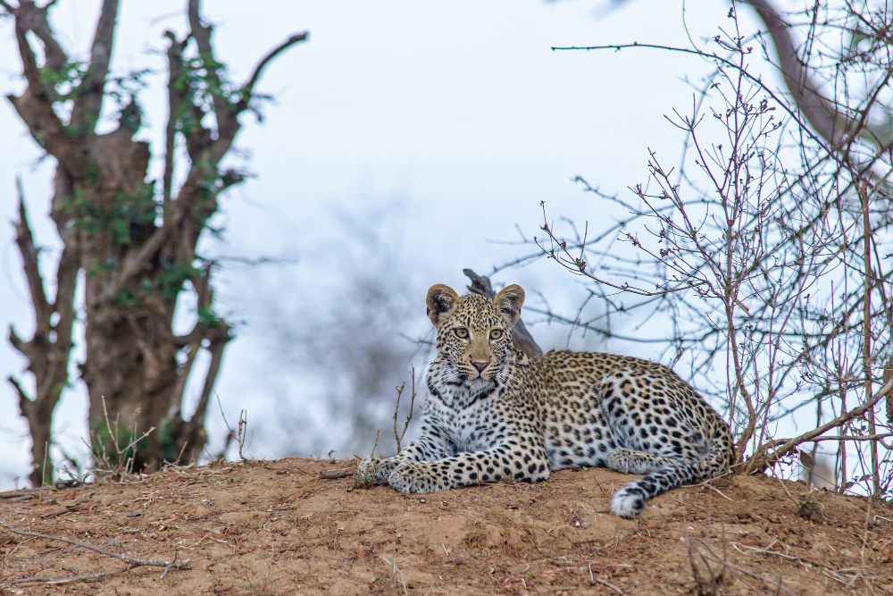 Leopard on the granite boulders near SUJÁN Jawai tented camp, Rajasthan, India