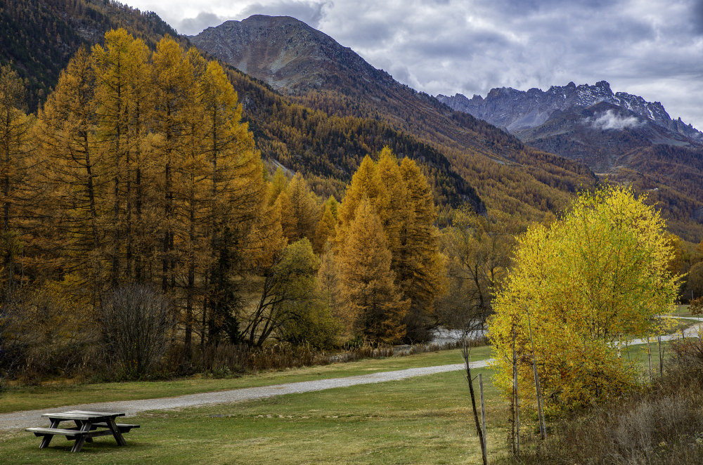Hunza Valley with golden poplar trees in autumn and snow-capped Karakoram peaks above Karimabad, Gilgit-Baltistan, Pakistan