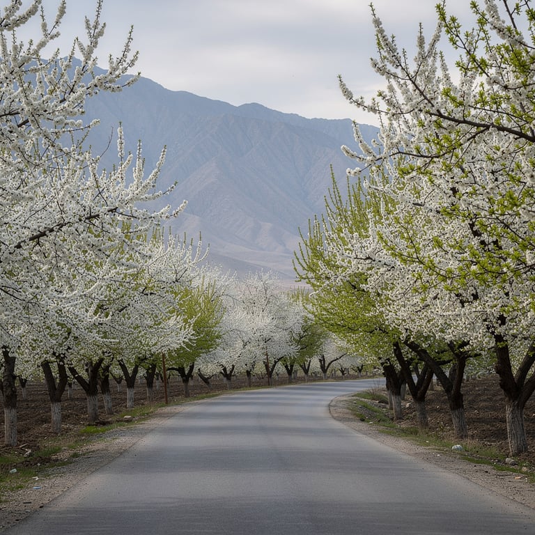 Apricot orchards in full white blossom lining the road between Samarkand and Shakhrisabz with mountains in the background, Uzbekistan