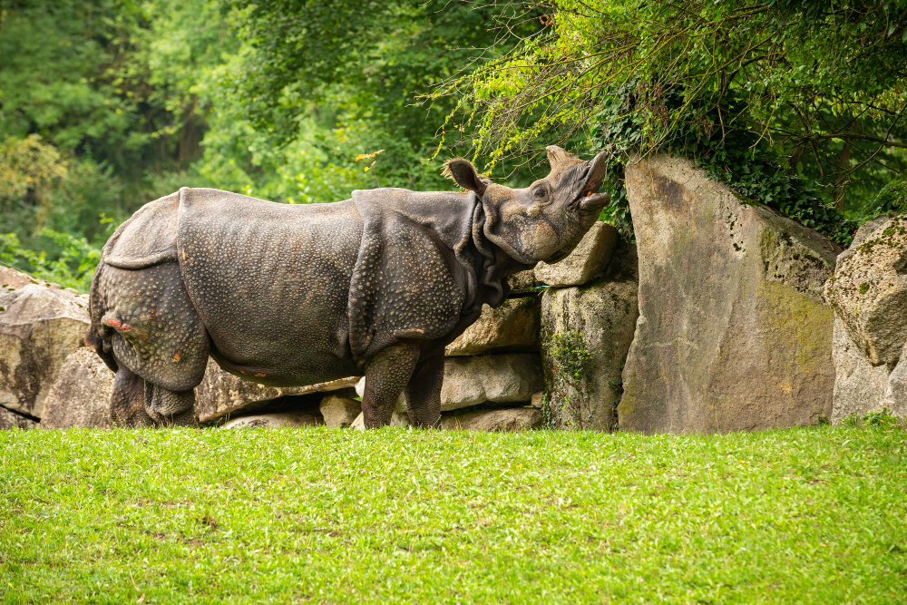Greater one-horned rhinoceros wading through the Rapti River in Chitwan National Park, Nepal