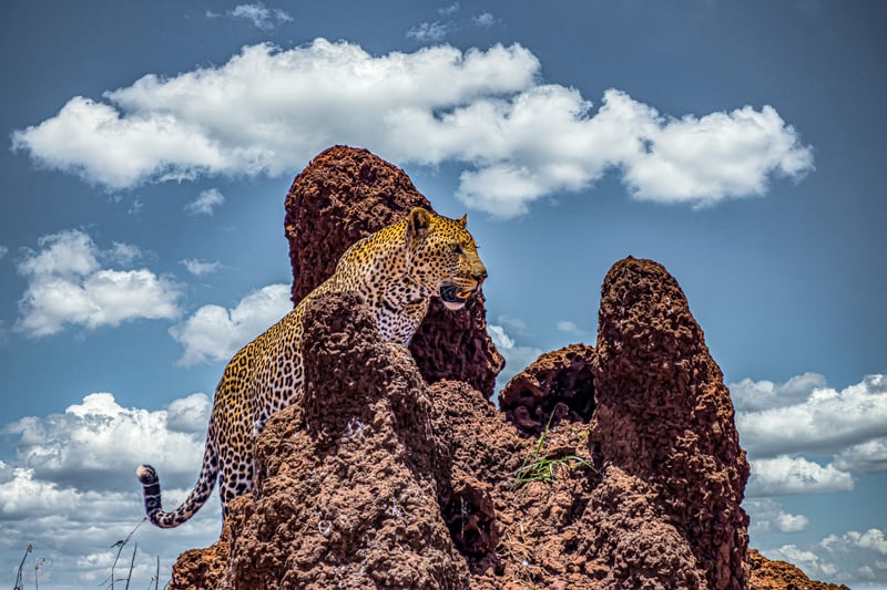 Tanzania Safari Explorer - Featured Luxury travel experience