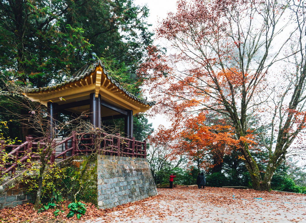 Beyond Umami: The Fermentation Trails of Rural Japan and the Specialist Access Required