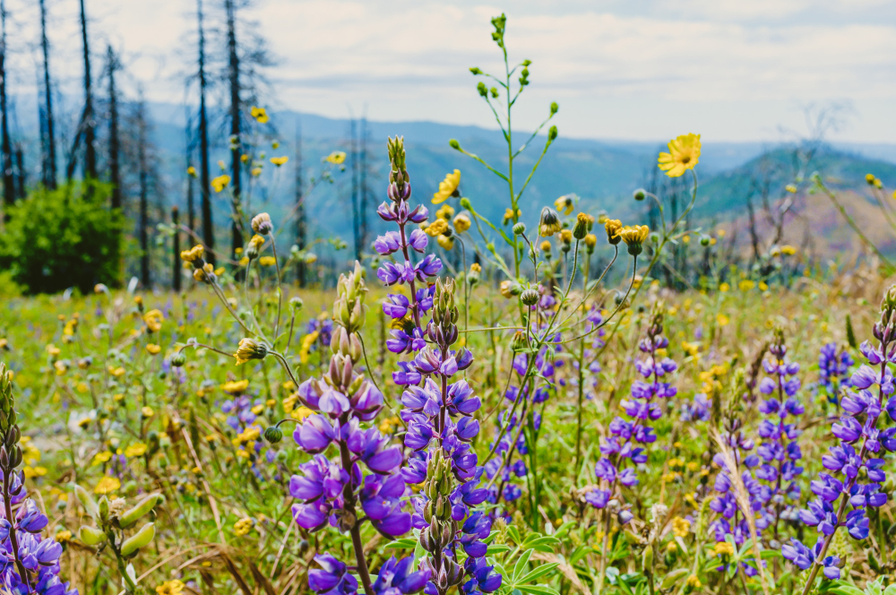 Spring wildflowers covering the Caucasus foothills near Gabala, Azerbaijan, in April