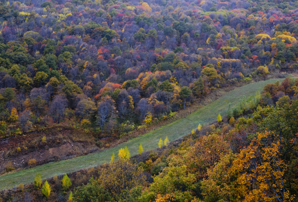 Vivid autumn forest colours in the Caucasus mountains near Gabala, Azerbaijan, in October