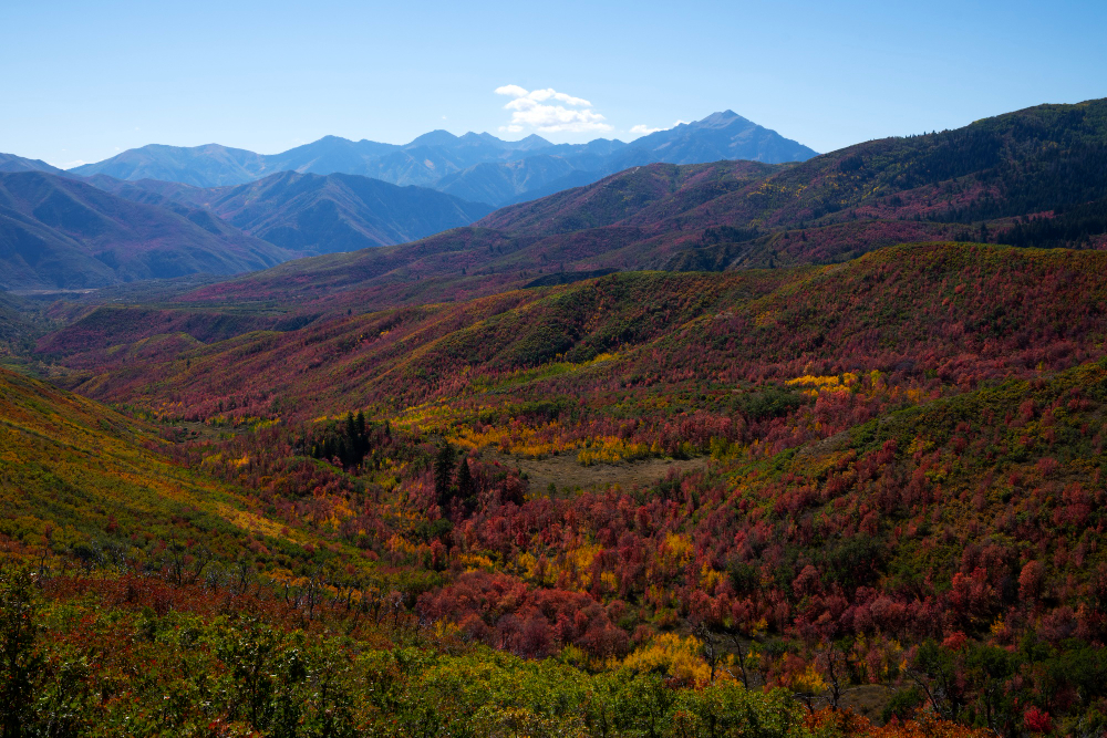 Crimson rhododendron forest in bloom on the Annapurna foothills trail in April, Gandaki Province, Nepal