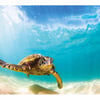 Green Sea Turtle