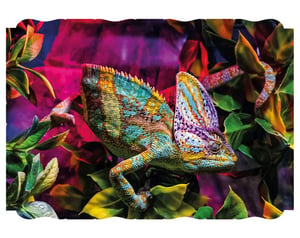 Chameleon_MDY